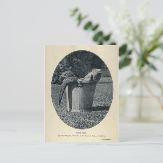 カワカブ ポストカード (スタンド正面)