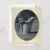 カワカブ ポストカード (正面/裏面)