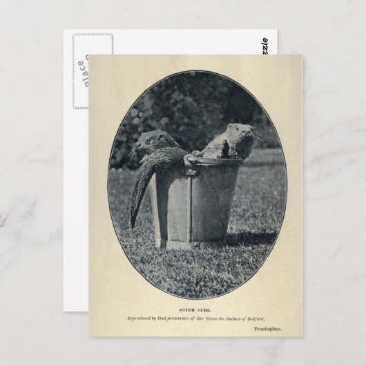 カワカブ ポストカード (正面/裏面)