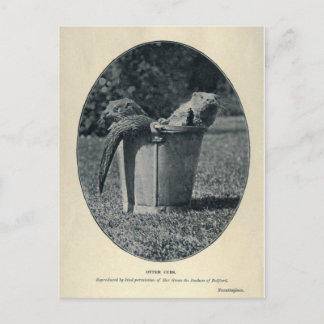 カワカブ ポストカード