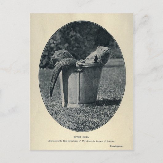 カワカブ ポストカード (正面)