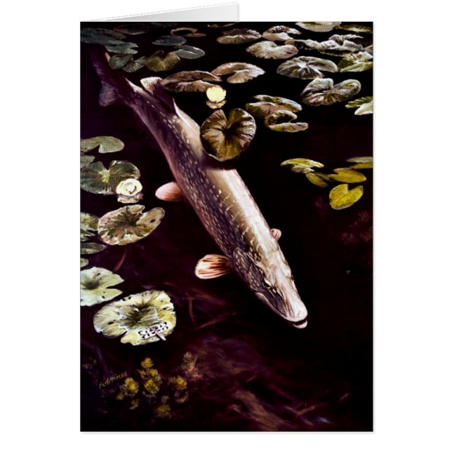 カワカマス (正面)