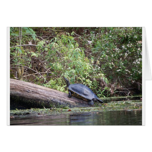 カワカメ (正面横)