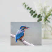 カワカラフルイイカワセミ ポストカード (スタンド正面)