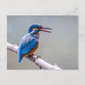 カワカラフルイイカワセミ ポストカード (正面)