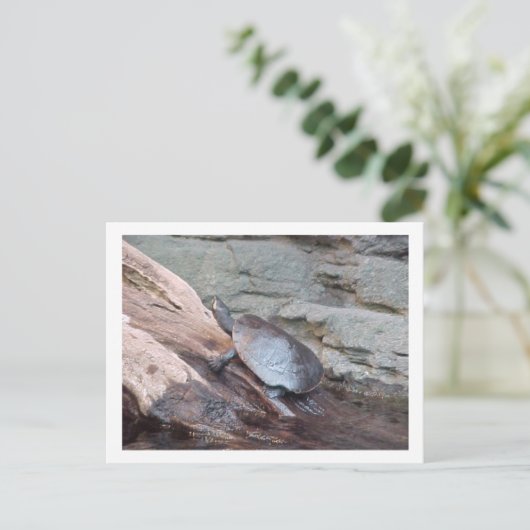 "カワガメ" ポストカード (スタンド正面)