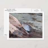 "カワガメ" ポストカード (正面/裏面)