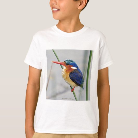 カワセミのトレーナー Tシャツ (正面)