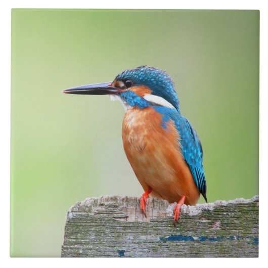 カワセミの鳥 タイル (正面)