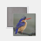 カワセミ科の鳥、クリスタラカショウビン、湖 マグネット (正面/裏面)