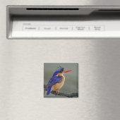 カワセミ科の鳥、クリスタラカショウビン、湖 マグネット (インサイチュ (食洗機))