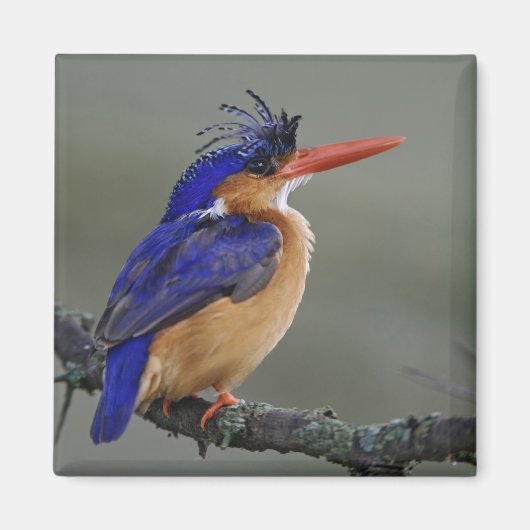 カワセミ科の鳥、クリスタラカショウビン、湖 マグネット (正面)