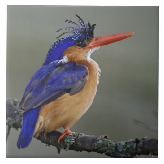 カワセミ科の鳥、クリスタラカセミ、湖 タイル (正面)