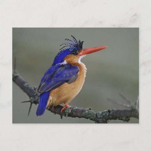 カワセミ科の鳥 ミラクルリザード ポストカード (正面)