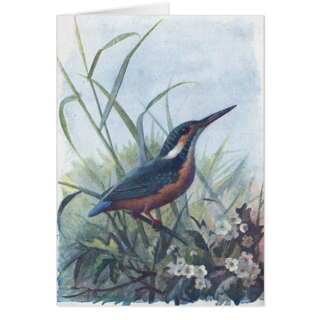 カワセミ (正面)