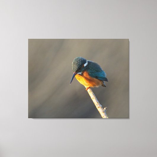 カワセミ キャンバスプリント (正面)