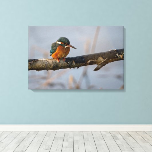 カワセミ キャンバスプリント (インサイチュ (ウッドフロア))