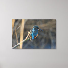 カワセミ キャンバスプリント