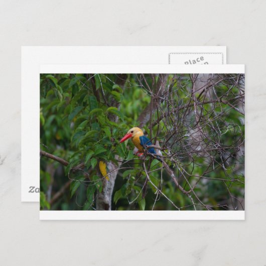 カワセミ ポストカード (正面/裏面)