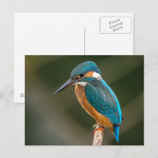 カワセミ ポストカード (正面/裏面)