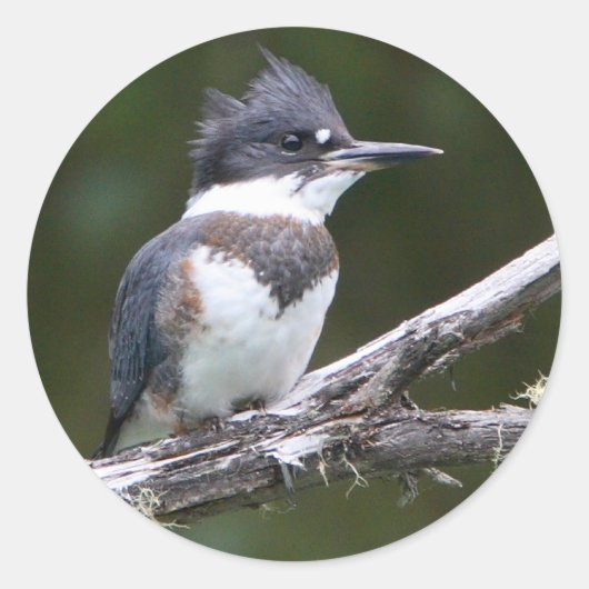 カワセミ ラウンドシール (正面)