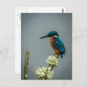 カワハガキ ポストカード (正面/裏面)