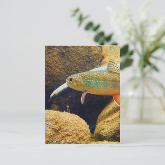 カワマス ポストカード (スタンド正面)