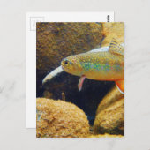 カワマス ポストカード (正面/裏面)