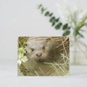 カワータハビタットポストカード ポストカード (スタンド正面)