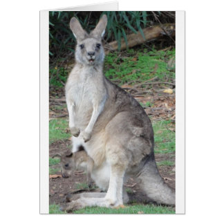 カンガルーおよびJoey