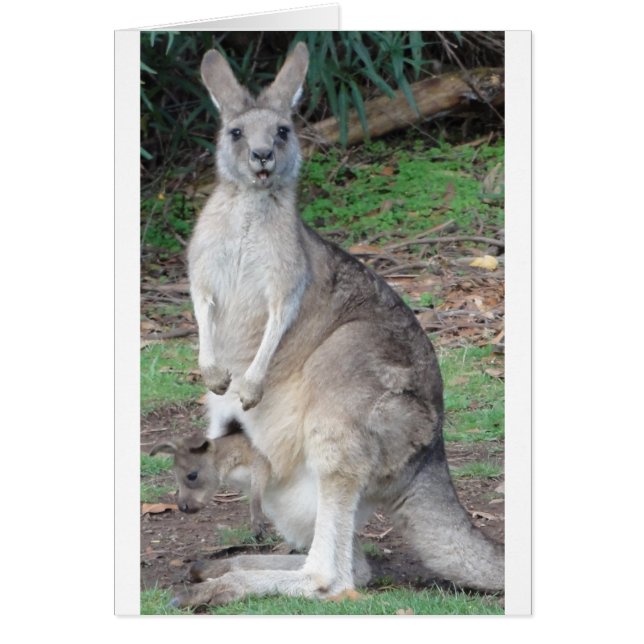 カンガルーおよびJoey (正面)