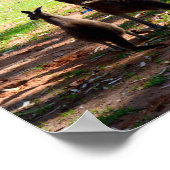 カンガルーと彼女のジョーイ、ポスター ポスター (角)