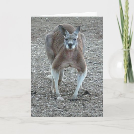 カンガルーのクリスマス シーズンカード (正面)