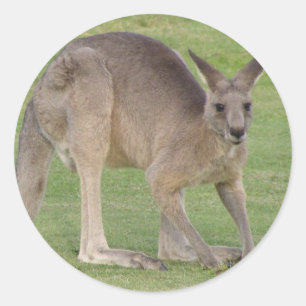 カンガルーのステッカー ラウンドシール