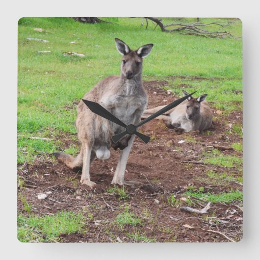 カンガルーの下には何が起きてる？ スクエア壁時計 (正面)