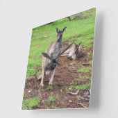 カンガルーの下には何が起きてる？ スクエア壁時計 (傾斜)