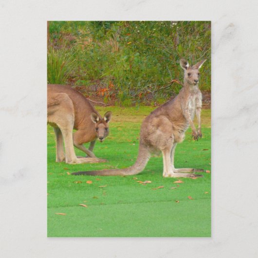 カンガルーの顔 ポストカード (正面)