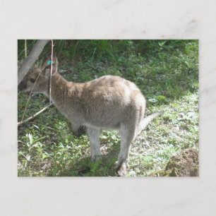 カンガルーはがき! ポストカード