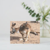 カンガルーはがき ポストカード (スタンド正面)