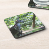 カンガルーコースター コースター (左側)