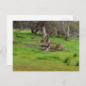 カンガルーシエスタポストカード ポストカード (正面/裏面)