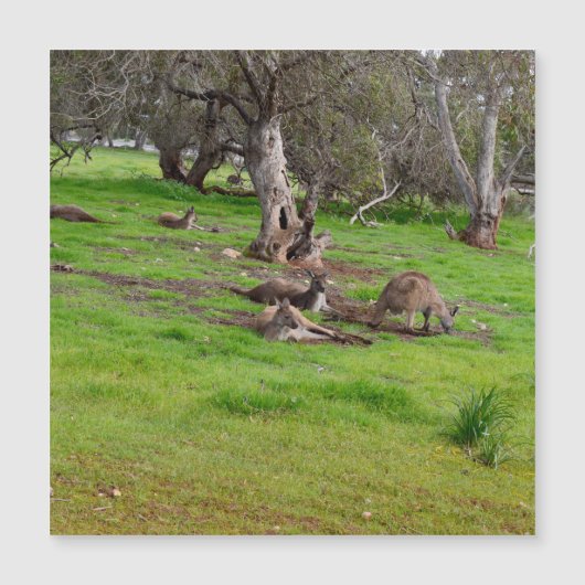 カンガルーシエスタ、磁気カード (正面)