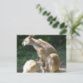 カンガルージョーイハガキ ポストカード (スタンド正面)