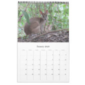 カンガルーズワラビー2025 カレンダー (1月 2026)