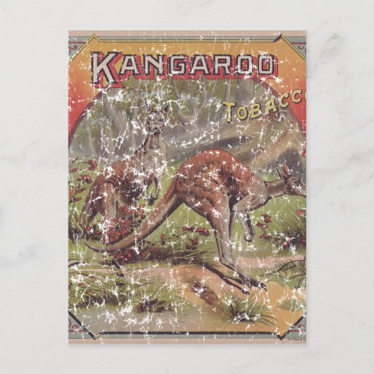 カンガルータバコ1900 ポストカード (正面)