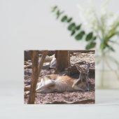 カンガルーピクニック ポストカード (スタンド正面)