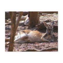 カンガルーピクニック