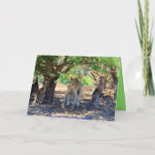 カンガルーファミリーハッピーバースデーユーモア カード (裏面)