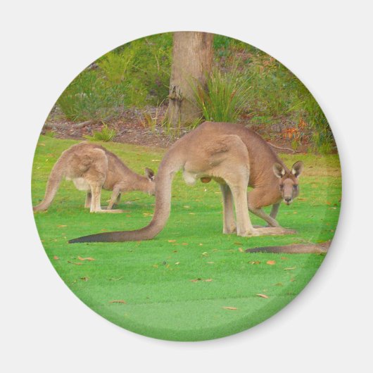 カンガルーファム マグネット (正面)