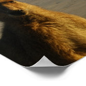 カンガルーフォトプリント ポスター (角)